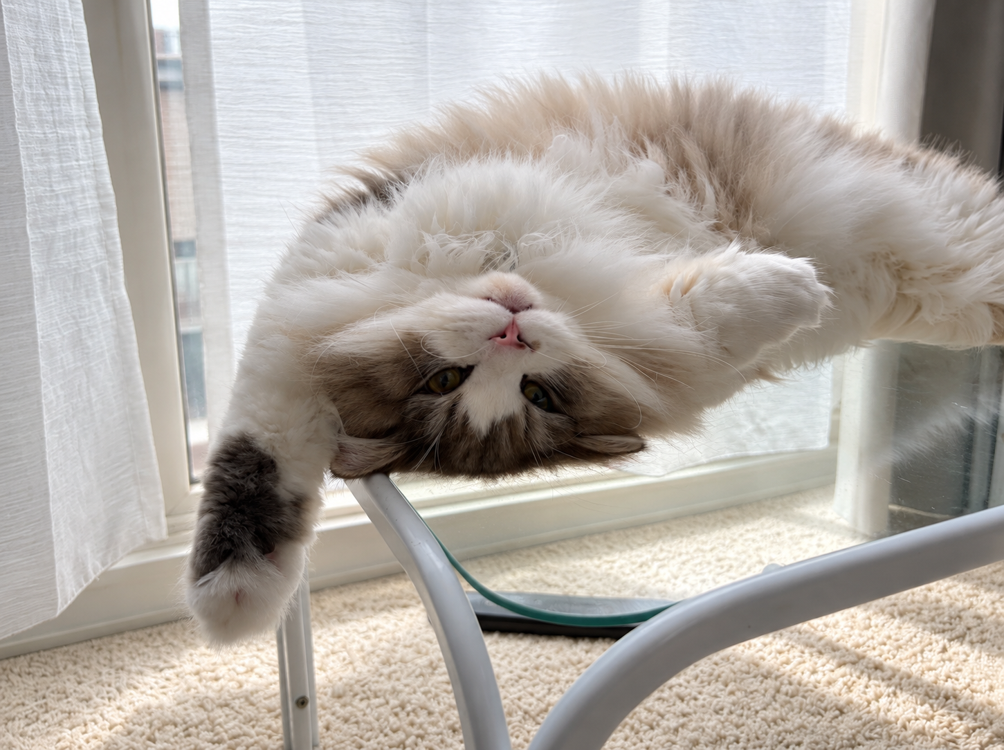 猫店長